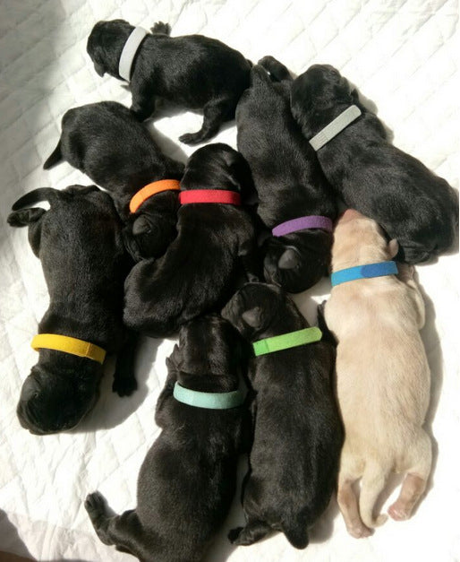 KFX-5677629 Newborn Dog Identification Collars - Nylon, Various Sizes (S-XXL) for Easy Pet ID Tracking