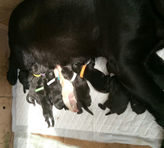 KFX-5677629 Newborn Dog Identification Collars - Nylon, Various Sizes (S-XXL) for Easy Pet ID Tracking