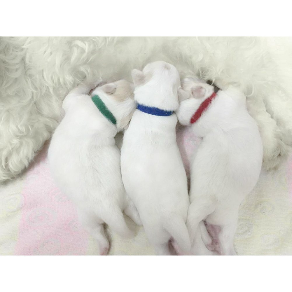 KFX-5677629 Newborn Dog Identification Collars - Nylon, Various Sizes (S-XXL) for Easy Pet ID Tracking