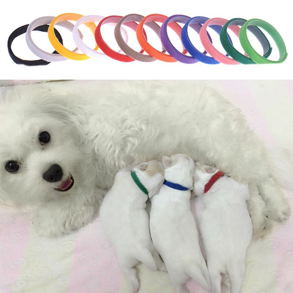 KFX-5677629 Newborn Dog Identification Collars - Nylon, Various Sizes (S-XXL) for Easy Pet ID Tracking