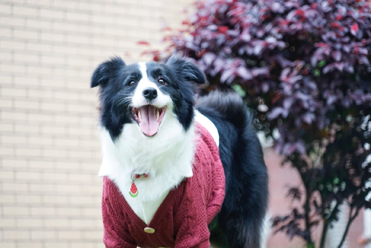 KFX-5787837 Cozy Casual Cardigan for Large Dogs - Cotton and Polyester Blend, Sizes 8 to 12