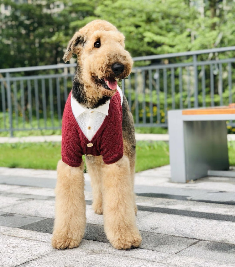 KFX-5787837 Cozy Casual Cardigan for Large Dogs - Cotton and Polyester Blend, Sizes 8 to 12