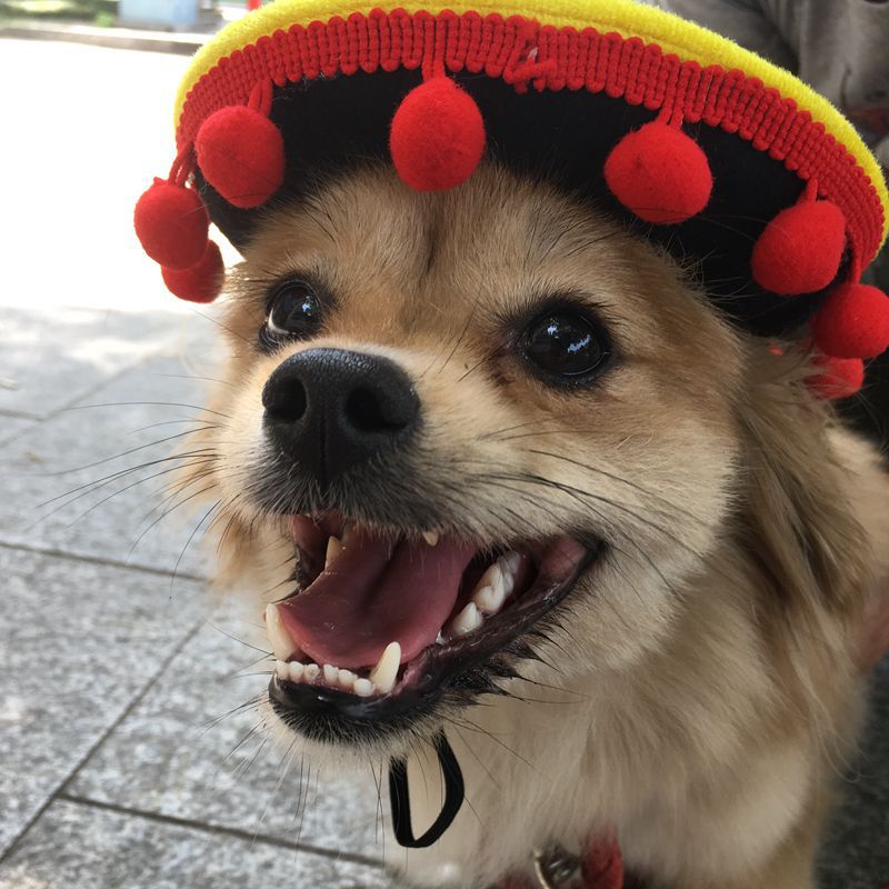 KFX-5794237 Pet Hat with Red Ball and Brown Lace Accent for Dogs