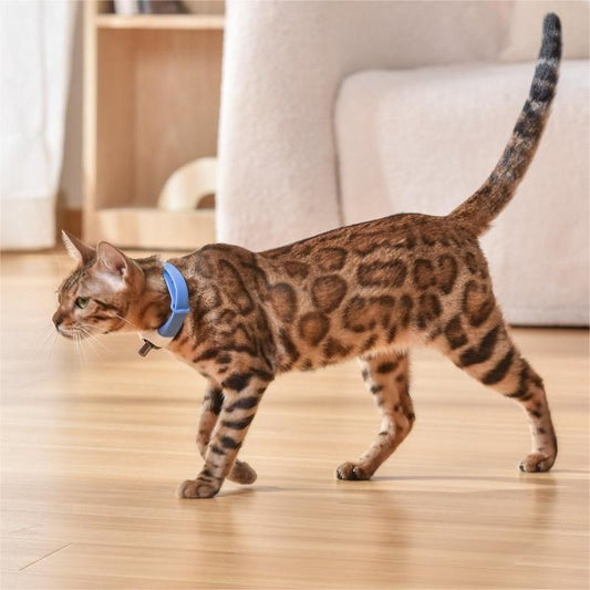 KFX-5812669 Laser Cat Collar in Black, Blue, Purple, Green – Casual Design with ABS Material