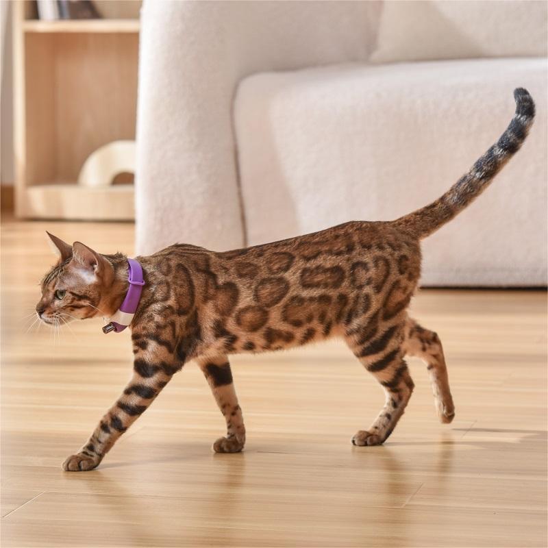 KFX-5812669 Laser Cat Collar in Black, Blue, Purple, Green – Casual Design with ABS Material