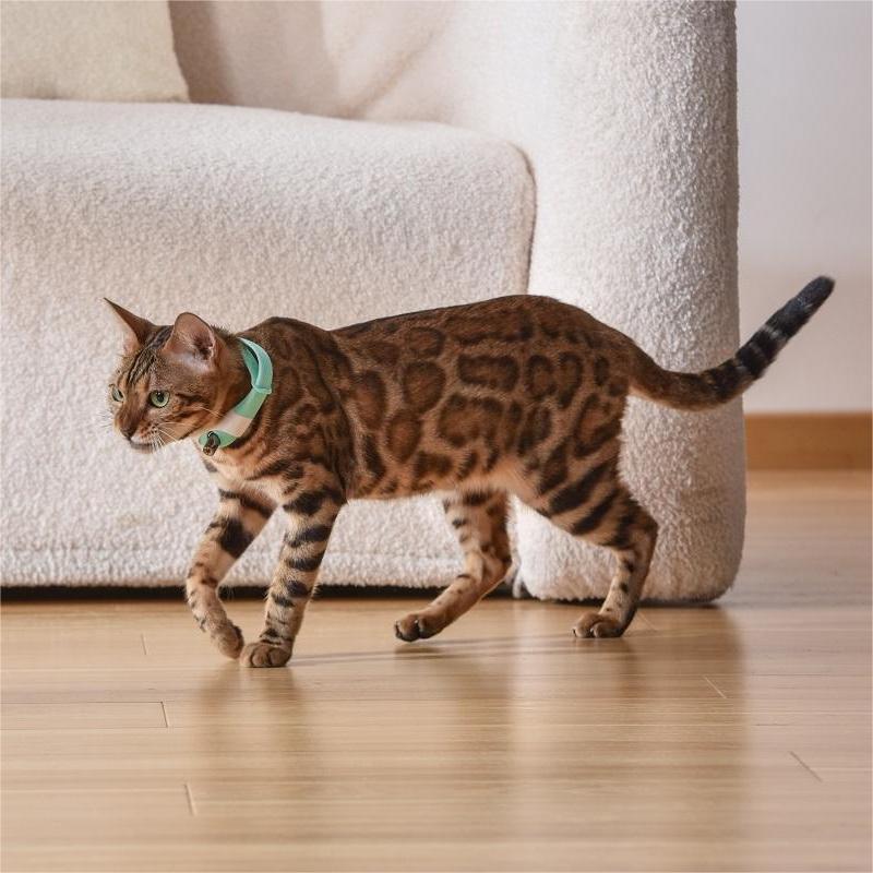 KFX-5812669 Laser Cat Collar in Black, Blue, Purple, Green – Casual Design with ABS Material