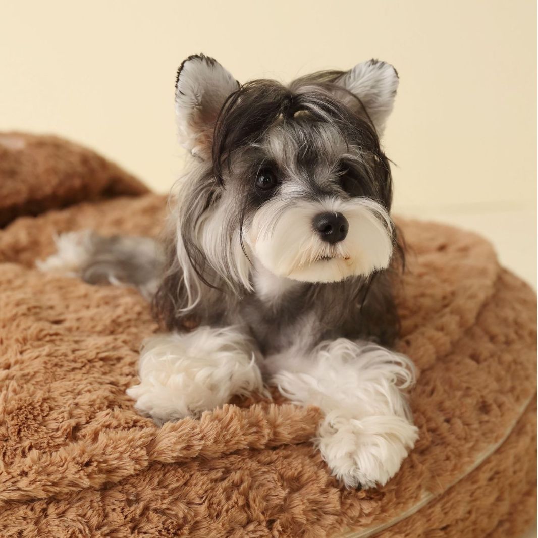 KFX-5822269 Universal Dog Kennel Mat - Polyester Pillow in Bear Print - Available in 50cm, 60cm, 80cm Diameters