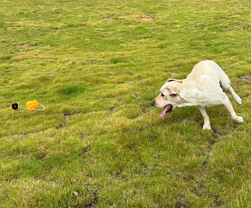 KFX-5836349 Durable Interactive Dog Rope Fetch Toy for Medium and Large Dogs - Teeth Cleaning Pumpkin Design