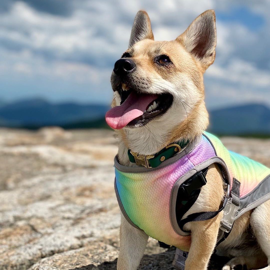 KFX-5863101 Cooling Dog Vest in Dark Blue & Rainbow - Summer Pet Apparel in Multiple Sizes