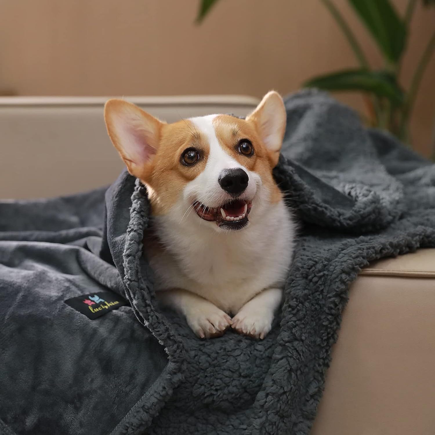 KFX-5900093 Navy Blue Pet Lamb Wool Blanket for Dogs - Multiple Sizes Available