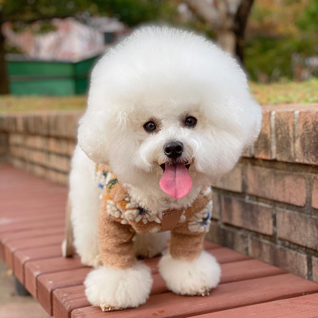 KFX-5901629 Warm Lamb Wool Flower Pet Vest Jacket for Dogs - Sleeveless Cardigan in Multiple Sizes