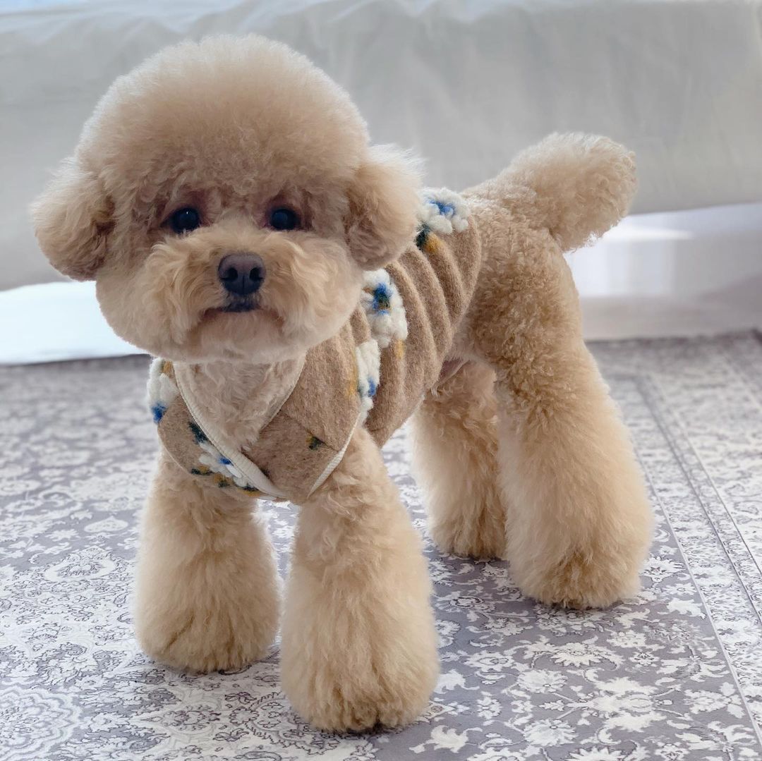 KFX-5901629 Warm Lamb Wool Flower Pet Vest Jacket for Dogs - Sleeveless Cardigan in Multiple Sizes
