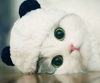KFX-5925309 Adorable Panda Pet Hat - Wool, Sizes S, M, L for Cats and Teacup Dogs