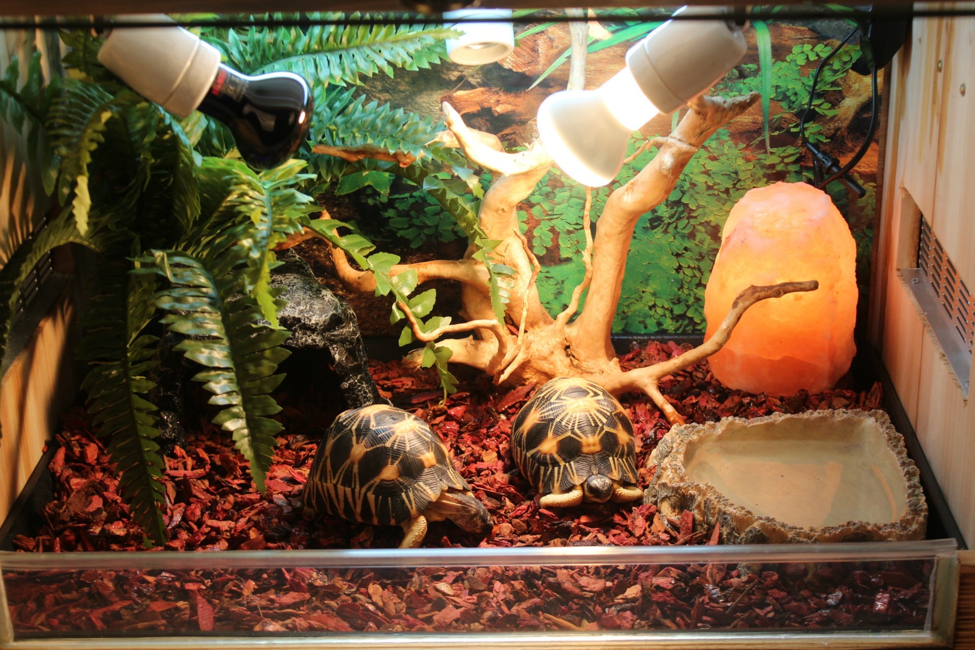 KFX-5951549 Large and Small Reptile Cave Hideout for Tortoises, Snakes, and Lizards - Durable Resin Design
