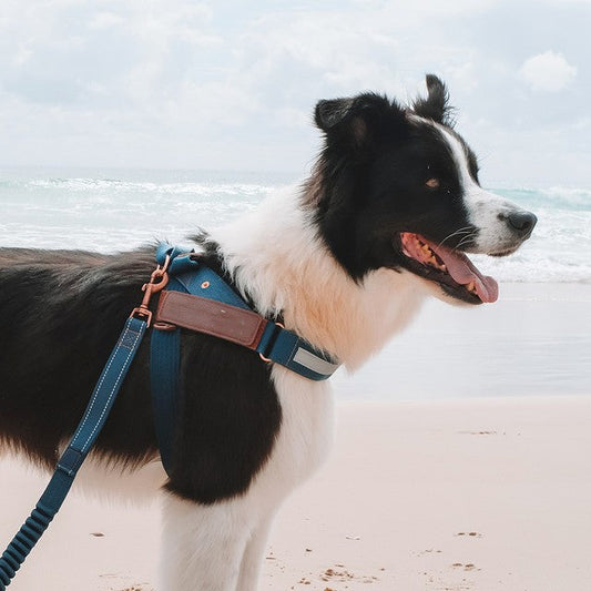 KFX-5973821 Reflective Dog Chest Strap for Night Safety - Multiple Sizes Available