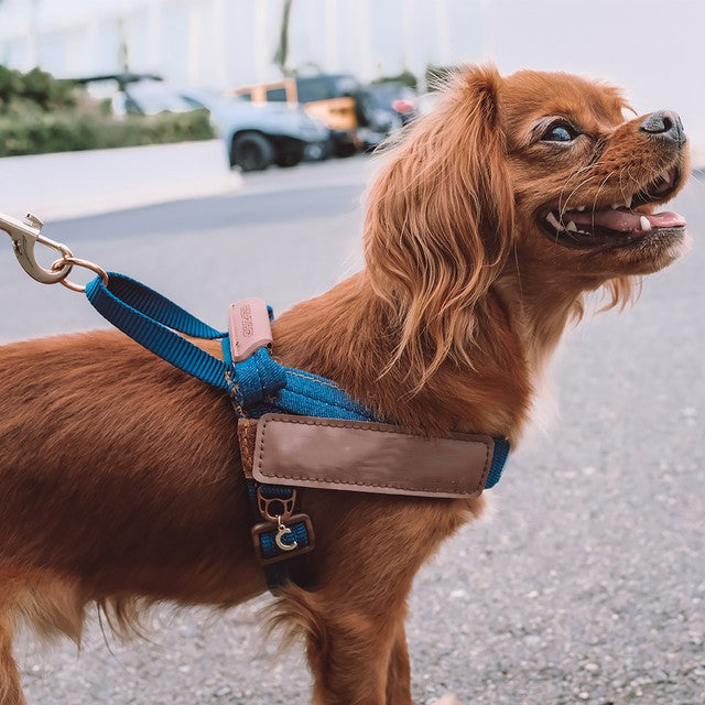 KFX-5973821 Reflective Dog Chest Strap for Night Safety - Multiple Sizes Available