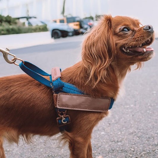 KFX-5973821 Reflective Dog Chest Strap for Night Safety - Multiple Sizes Available
