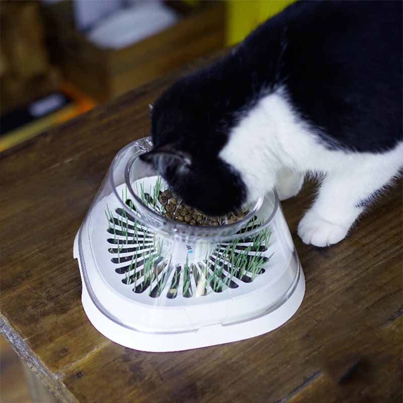 KFX-5980477 Elevated Cat Drinking Bowl with Oblique Mouth Design, Dishwasher Safe, Modern Pet Feeder in White