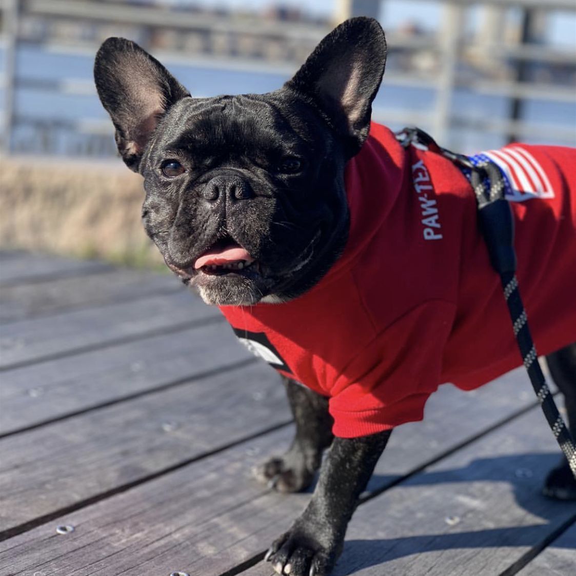 KFX-6082749 Cozy Polyester Sweatshirt for Dogs - Autumn & Winter Season Apparel