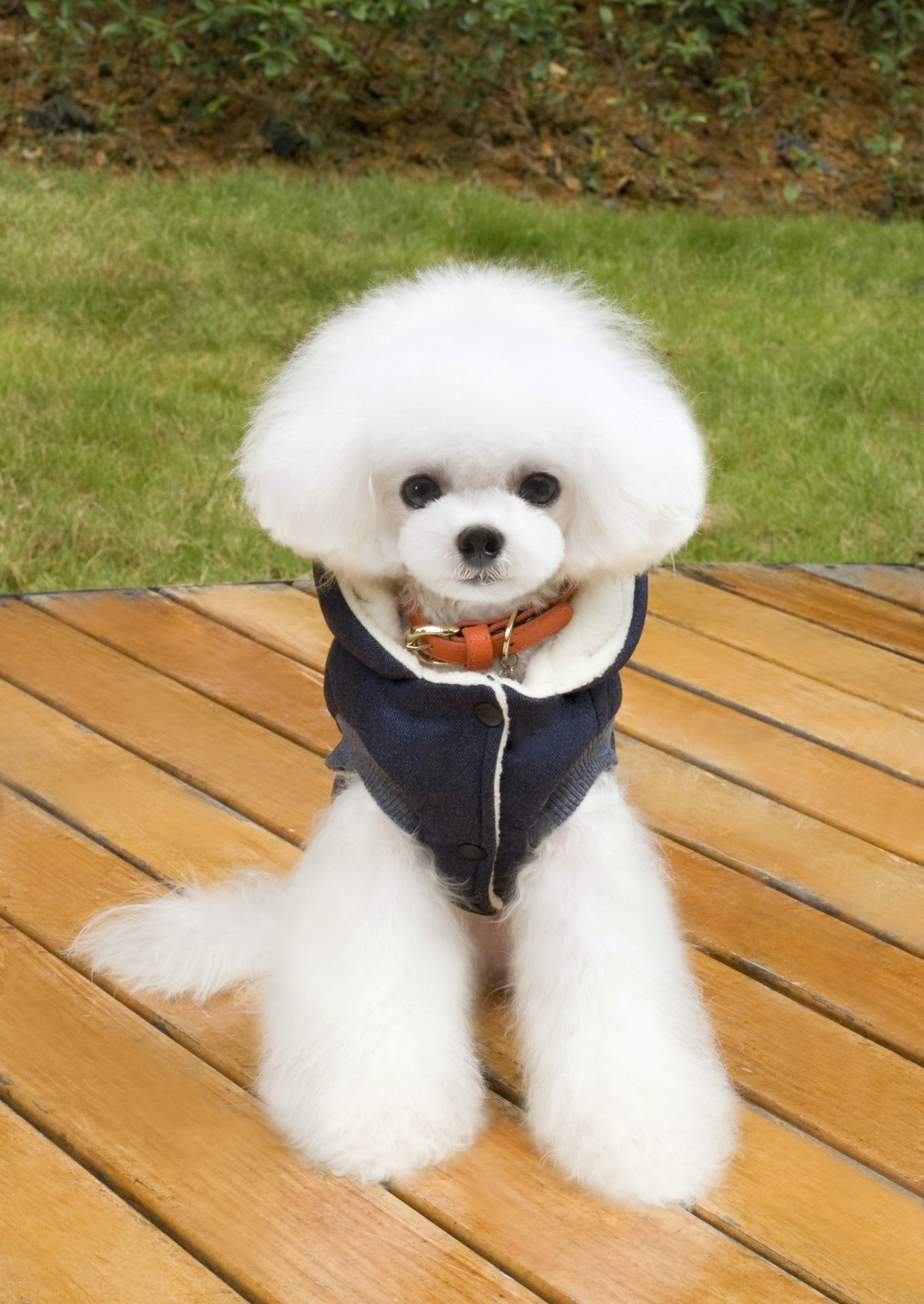 KFX-6094525 Cozy Cotton-Padded Clothing for Pets - Casual Two-Leg Design in Dark Colors