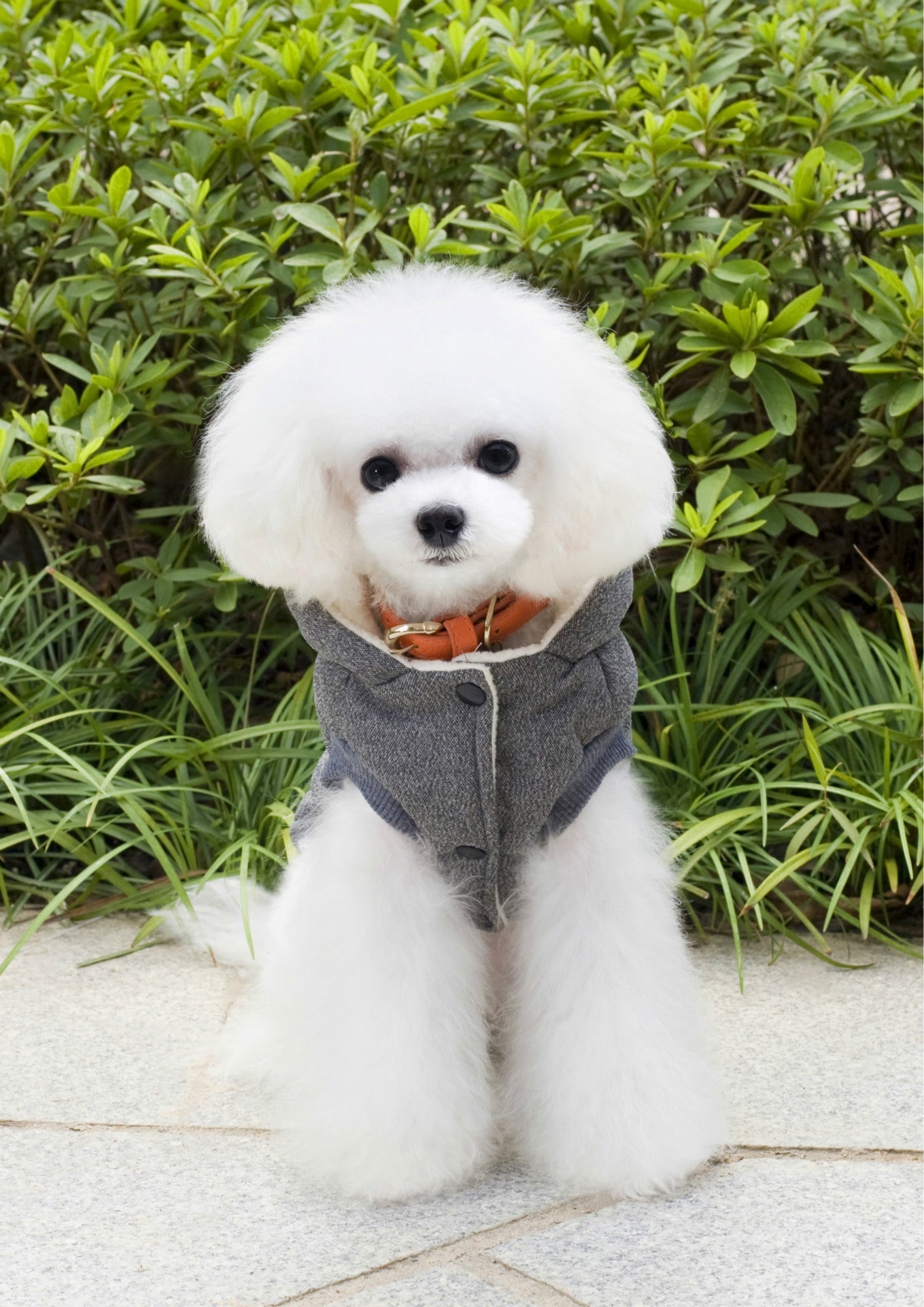 KFX-6094525 Cozy Cotton-Padded Clothing for Pets - Casual Two-Leg Design in Dark Colors