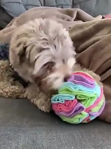 KFX-6111037 Sniffing Ball Plush Toy for Dogs - Fleece Material, Interactive Foraging Game, Two Sizes Available