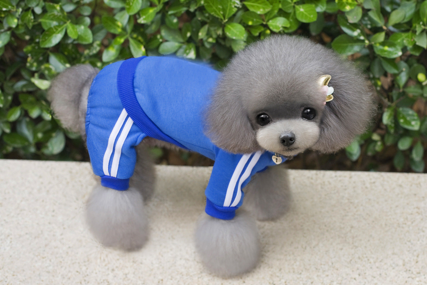 KFX-6121277 Cozy Cotton Dog Hoodie with Size Options for Pets