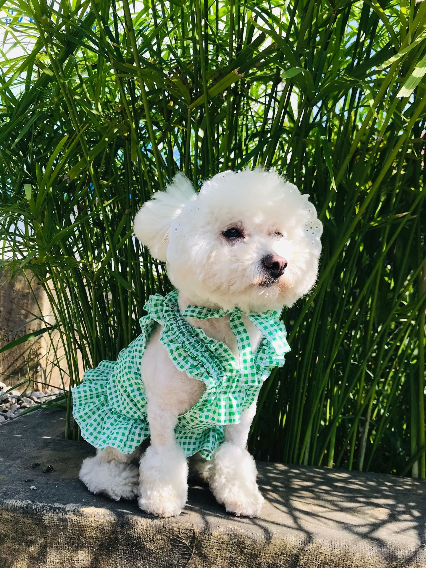 KFX-6130237 Creative Plaid Dog Dress Set for All Breeds - Blue and Green - Sizes XS to XXL