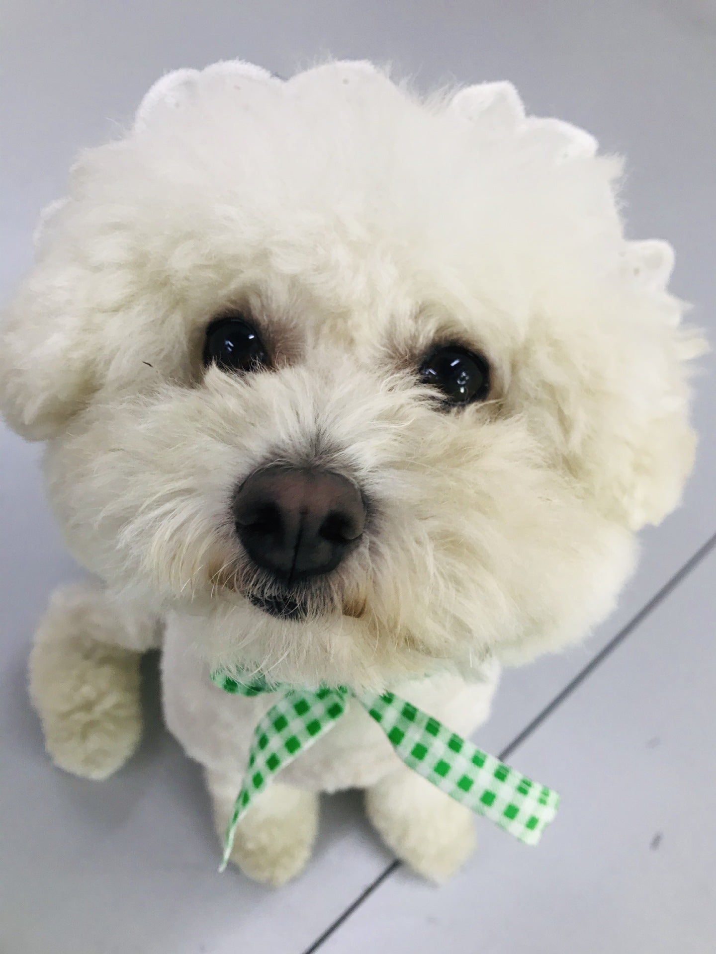 KFX-6130237 Creative Plaid Dog Dress Set for All Breeds - Blue and Green - Sizes XS to XXL