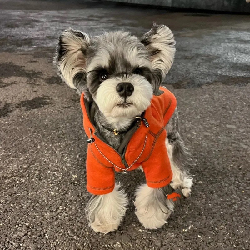 KFX-6132797 Red Hooded Sweater for Small Dogs - Casual Autumn Apparel in Sizes XS to XL