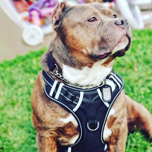 KFX-6213821 Explosion-Proof Medium and Large Dog Harness with Soft Nylon and Mesh Fabric