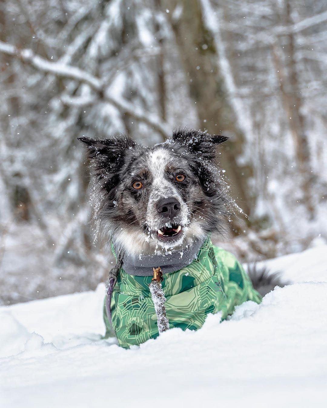 KFX-6225597 Warm Waterproof Quilted Dog Cotton Jacket in Emerald Green and Orange Red - Sizes M to 4XL