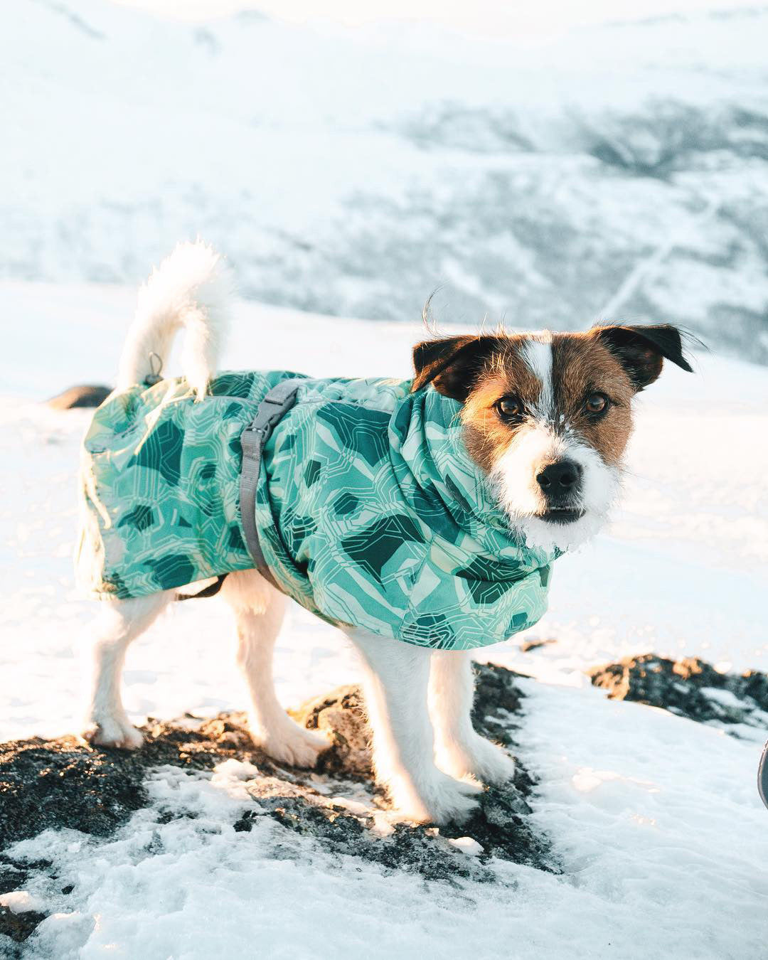 KFX-6225597 Warm Waterproof Quilted Dog Cotton Jacket in Emerald Green and Orange Red - Sizes M to 4XL