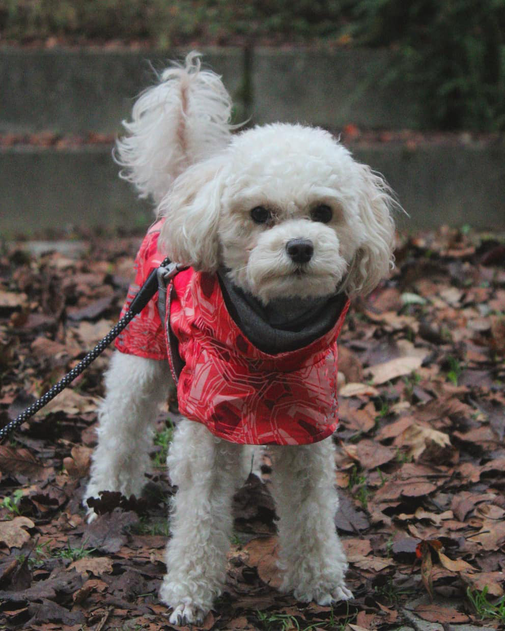 KFX-6225597 Warm Waterproof Quilted Dog Cotton Jacket in Emerald Green and Orange Red - Sizes M to 4XL