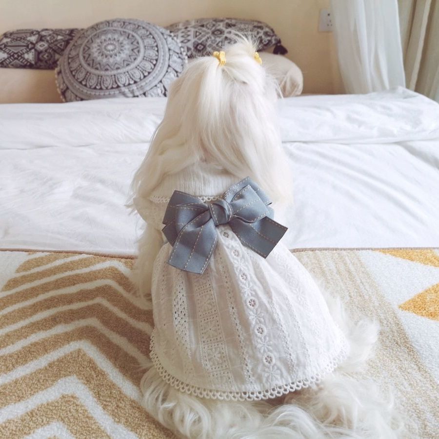 KFX-6256317 Cute Cotton Little White Dress for Pets - Princess Style Skirt in XS to XL Sizes