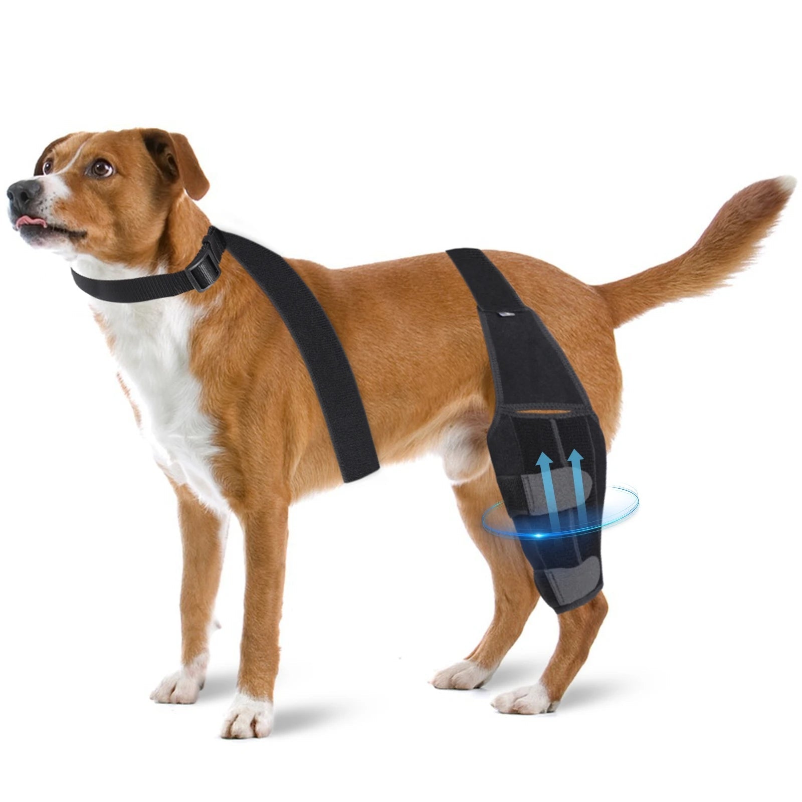 KFX-6299709 Dog Knee Pad Protective Gear for Surgical Injury - Neoprene Bandage and Collar Set