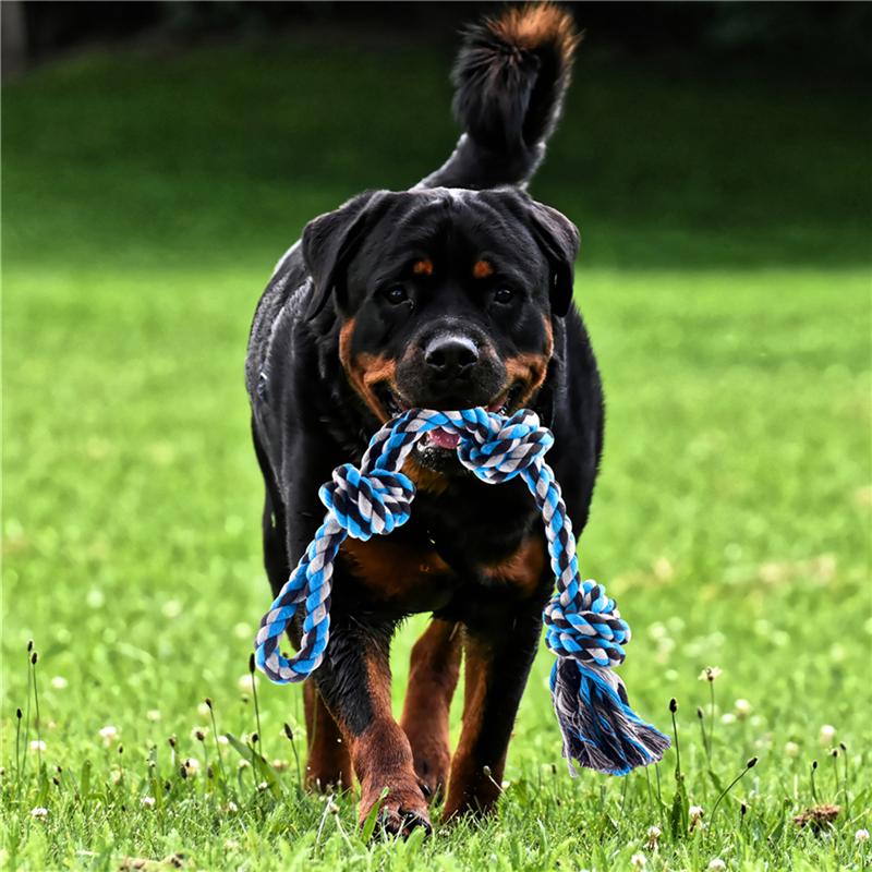 KFX-6303037 Stainless Steel Spring Pole with Cotton Rope for Active Dogs
