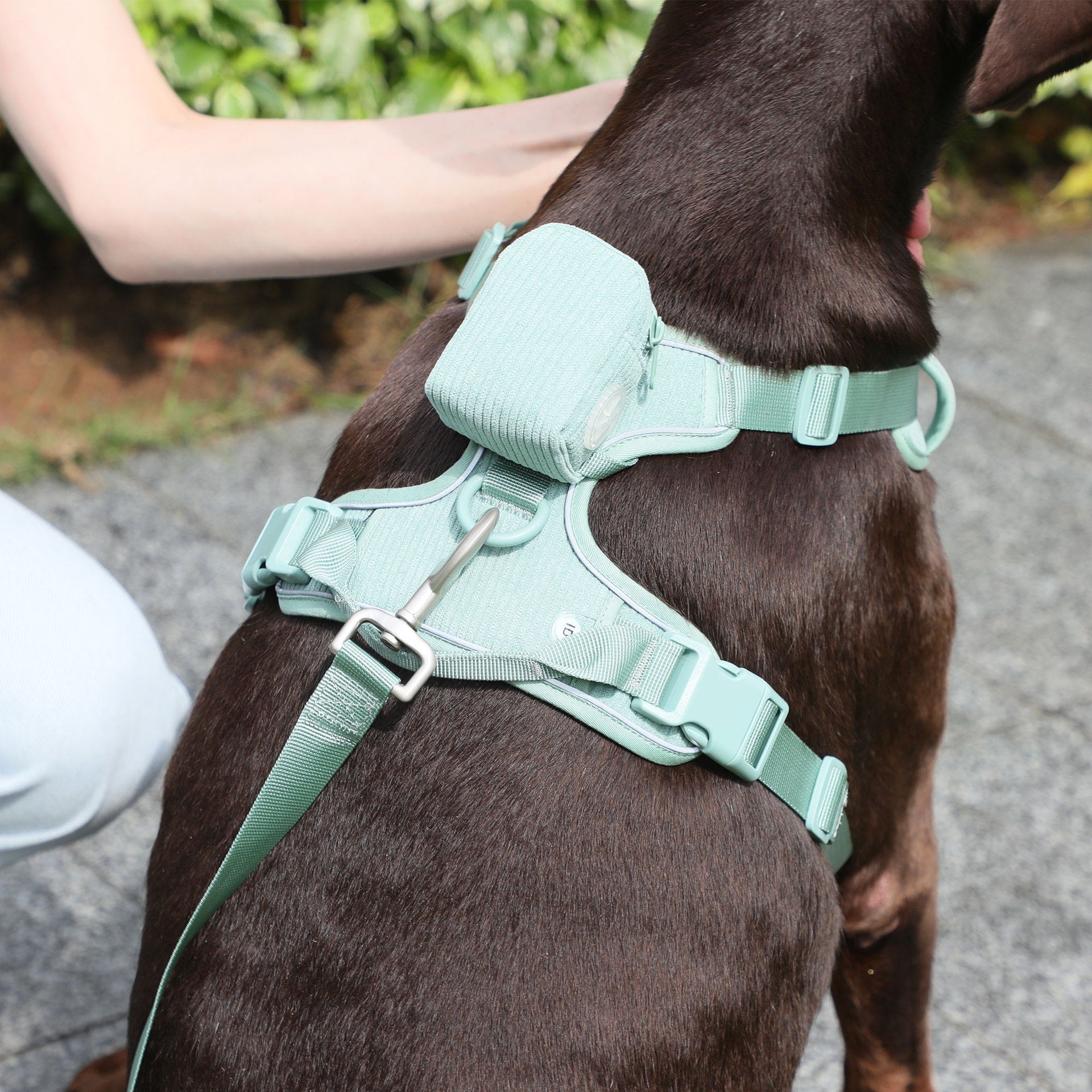 KFX-6313533 Mint Green Pet Collar and Vest Set with Haulage Rope and Mini Dog Bag for Special Occasions