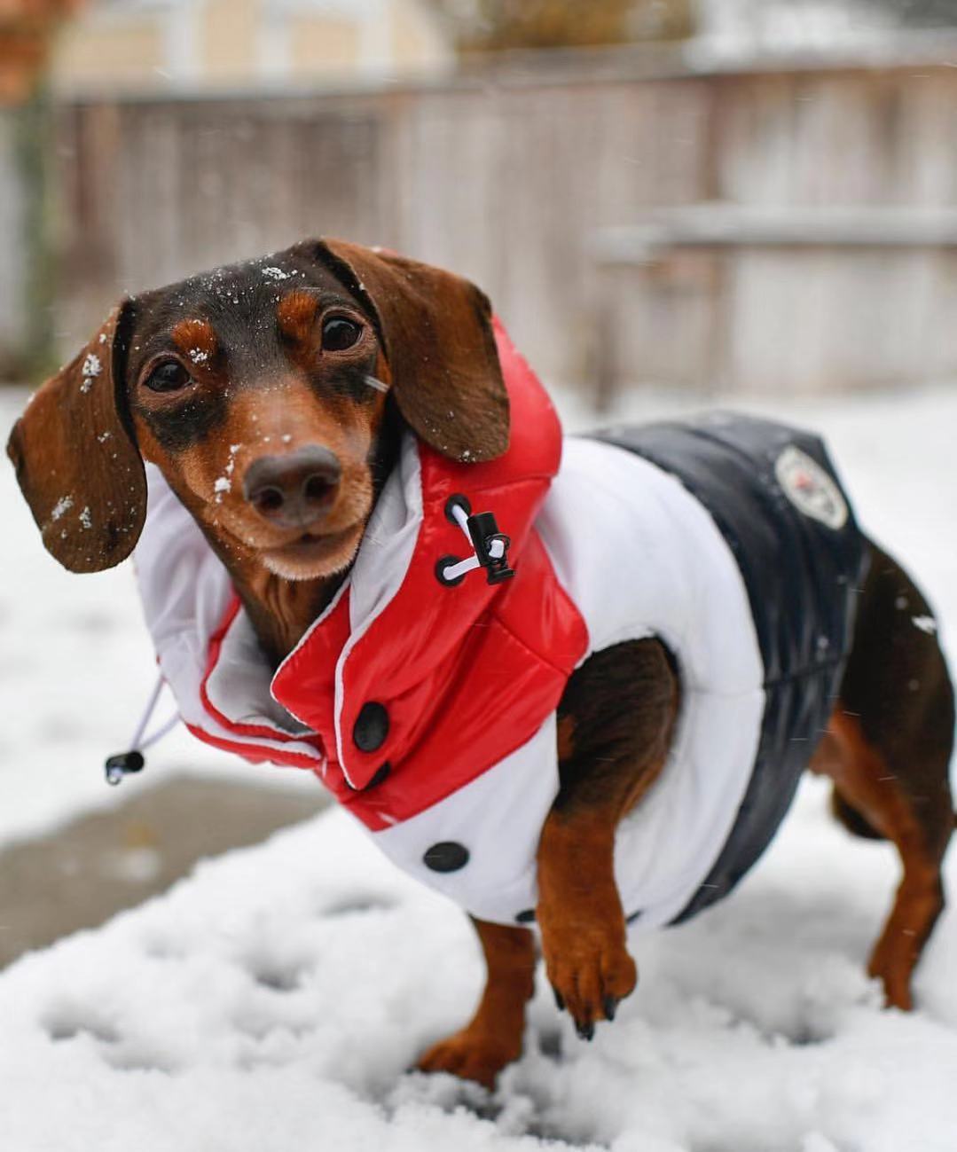 KFX-6366141 Autumn and Winter Down Vest for Pets - Stylish, Comfortable, Multiple Sizes Available