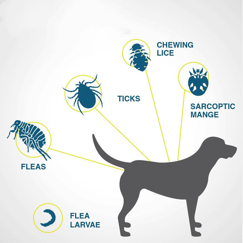 KFX-6402493 Adjustable Dog and Cat Flea and Tick Prevention Collar for Children