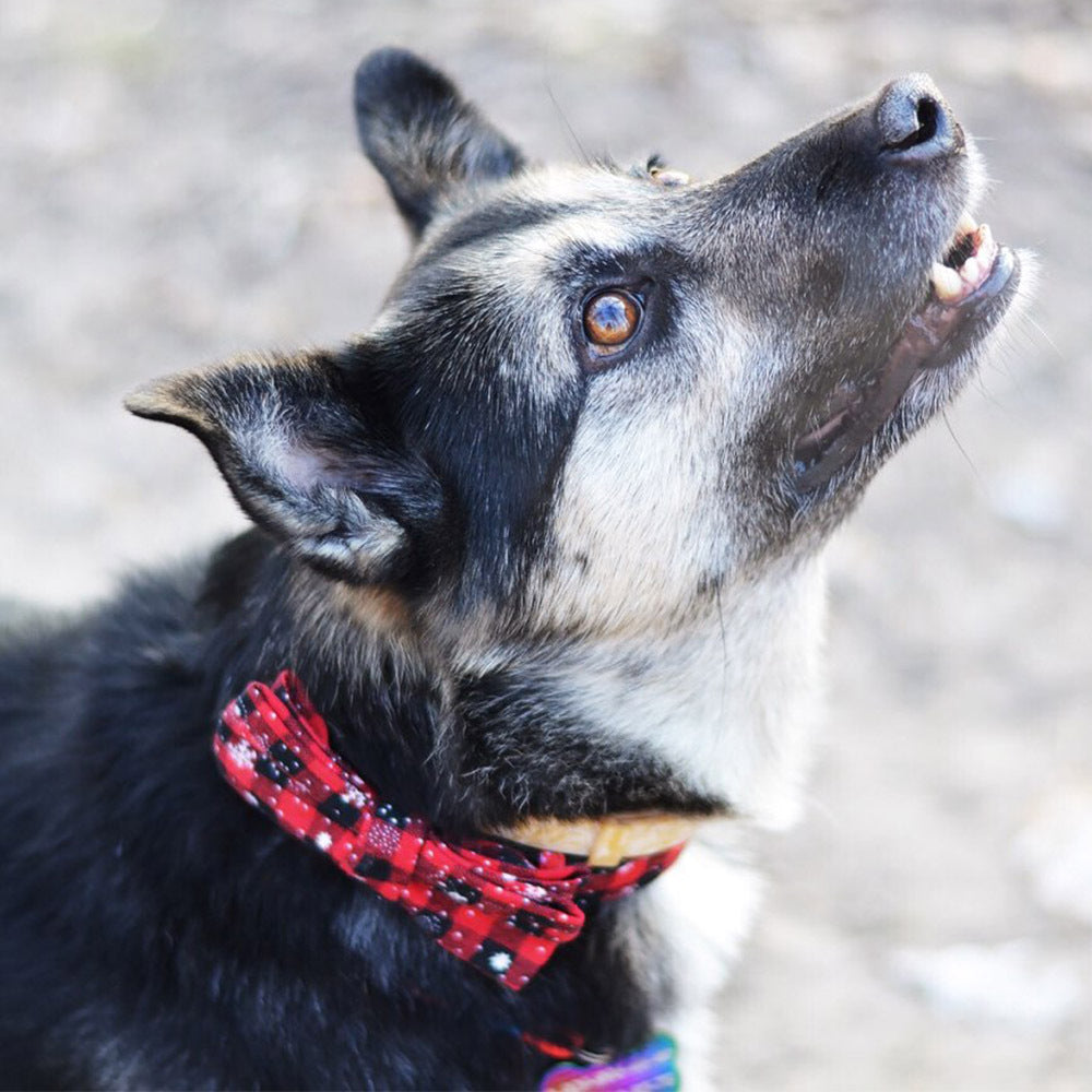 KFX-6446781 Christmas Snowflake Terylene Collar with Red Bow - Multiple Sizes Available