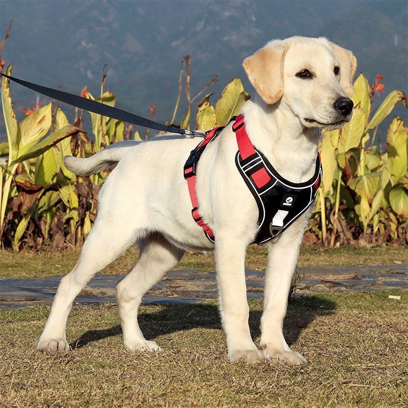 KFX-6503869 Explosion-Proof Chest Harness for Medium to Large Dogs - Purple, Lake Blue, Khaki, Black