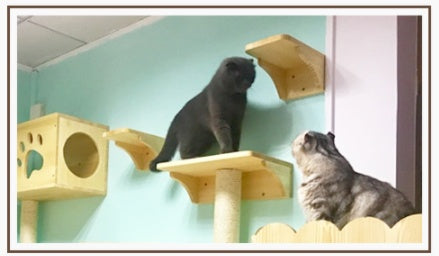 KFX-6525117 Wall-Mounted Solid Wood Cat Litter Box - Available in Two Sizes