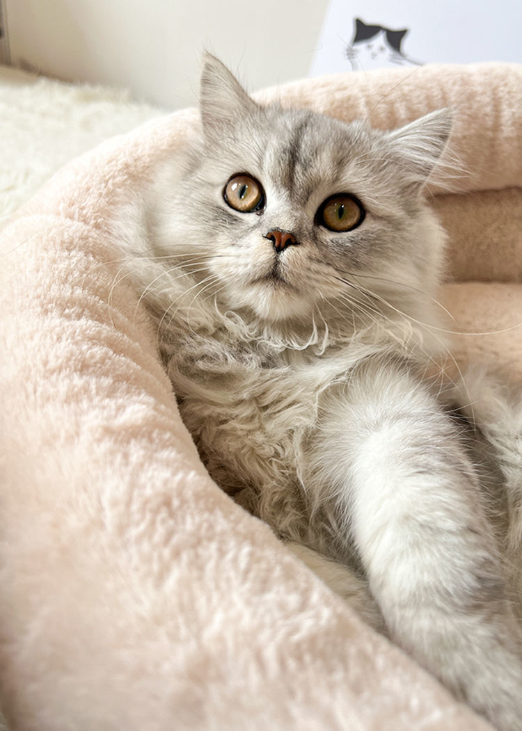 KFX-6543165 Indoor Semi-closed Cat Bed - Striped Linen Cylinder for Comfort & Improved Sleeping
