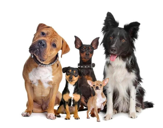 KFX-6614077 Wireless Dog Training and Bark Control Device with Remote 500m Range