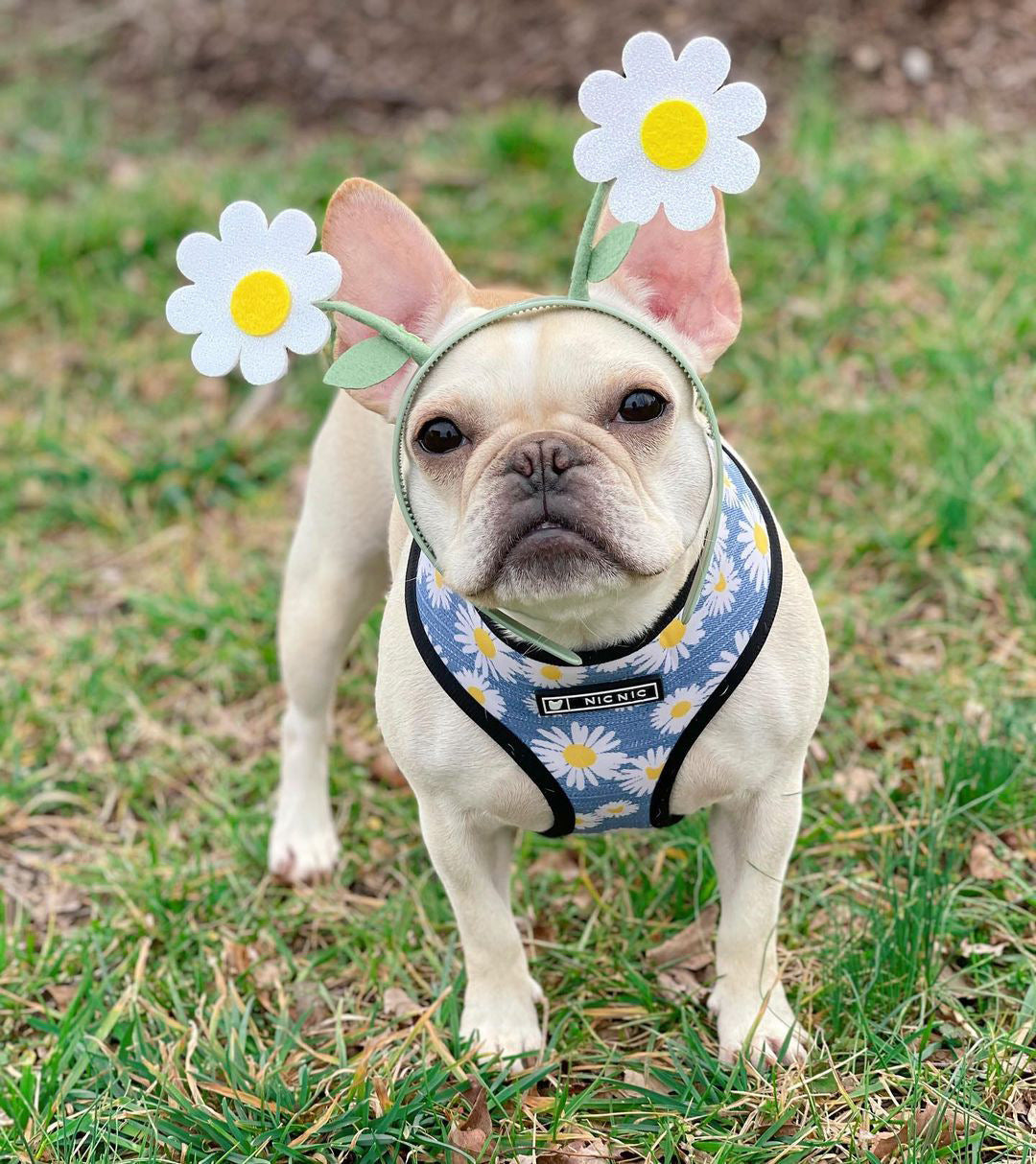 KFX-6640701 Daisy Design Adjustable Chest Strap for Small and Medium Dogs