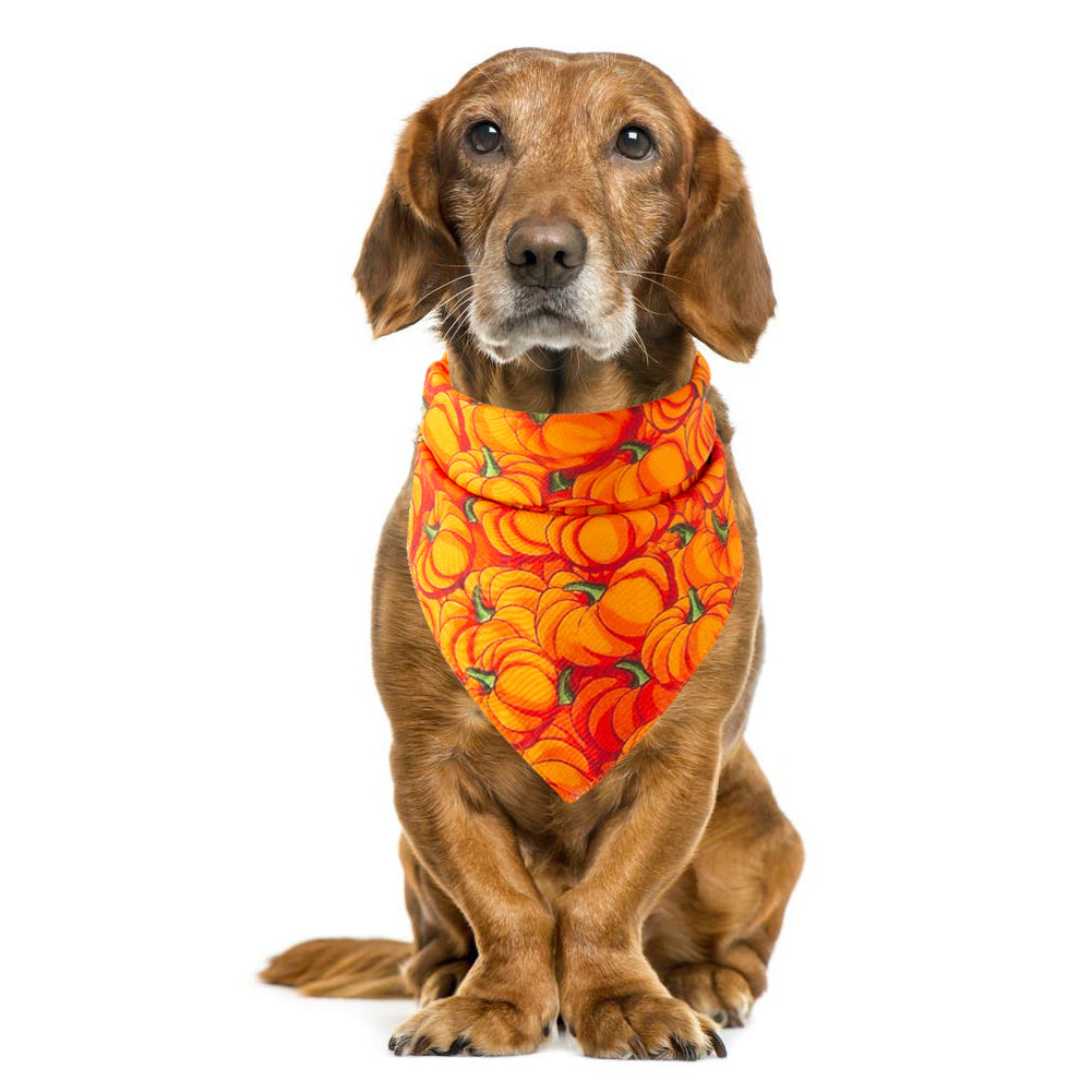 KFX-6725821 Halloween-Themed Pet Saliva Towel - Casual, General Use, Perfect for Halloween Celebrations