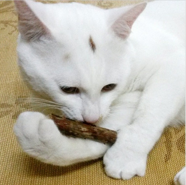 KFX-6732605 Matatabi Pet Chew Sticks for Cats – Natural Teeth Cleaners and Healthy Dental Care