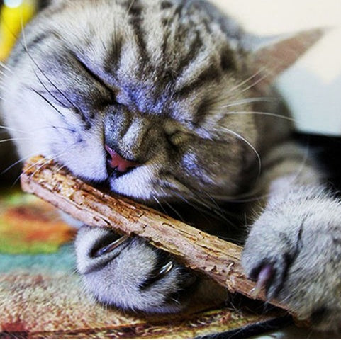KFX-6732605 Matatabi Pet Chew Sticks for Cats – Natural Teeth Cleaners and Healthy Dental Care