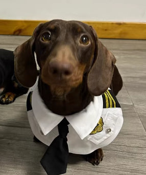KFX-6837693 Dachshund Halloween Costume - Funny Captain & Pilot Outfits for Pets with Scarf Option
